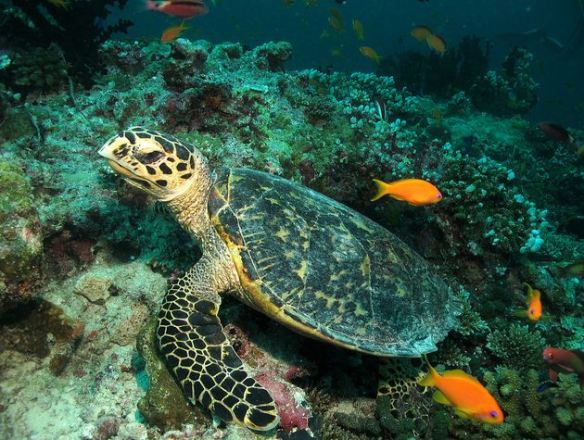 Maldives diving tortoise