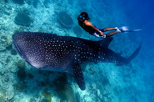 Shark Whale Maldives