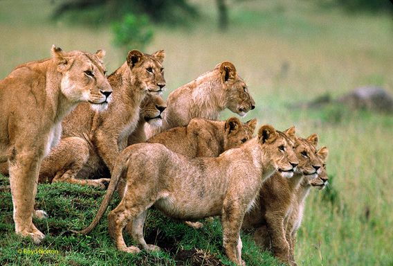 serengeti.lions
