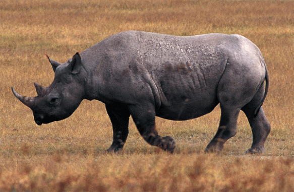 serengeti rhino