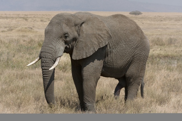 serengeti elephant