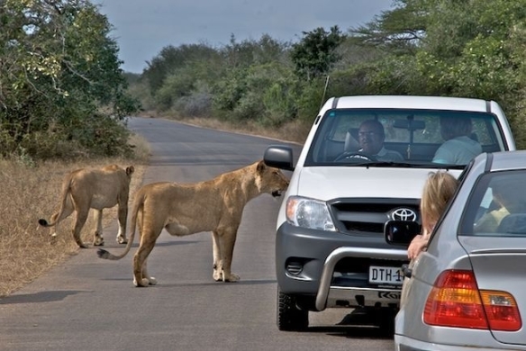 Lions crossing the road