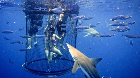Shark Cage Dive 