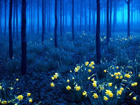 black forest germany